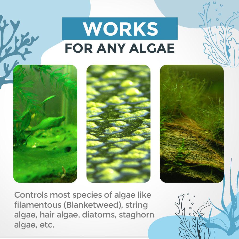 Medel för bekämpning av alger! ™